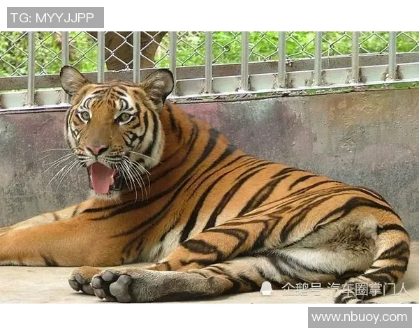 广东宏远华南虎俱乐部奋勇争先助力篮球事业再创辉煌新篇章